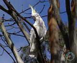 Sulphur Crested Cockatoo 9Y210D-012